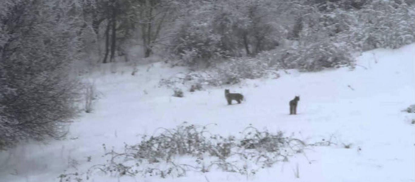 Μία σπάνια συνάντηση ενός λύκου με έναν λύγκα! (βίντεο)